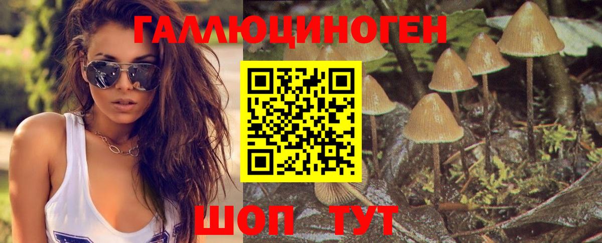 Галлюциногенные грибы Psilocybe Вятские Поляны